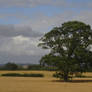 view on the train idyllic