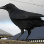 crow