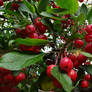 autumn red berries