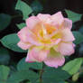 7 - Blooming Rose