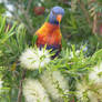 Rainbow Lorikeet