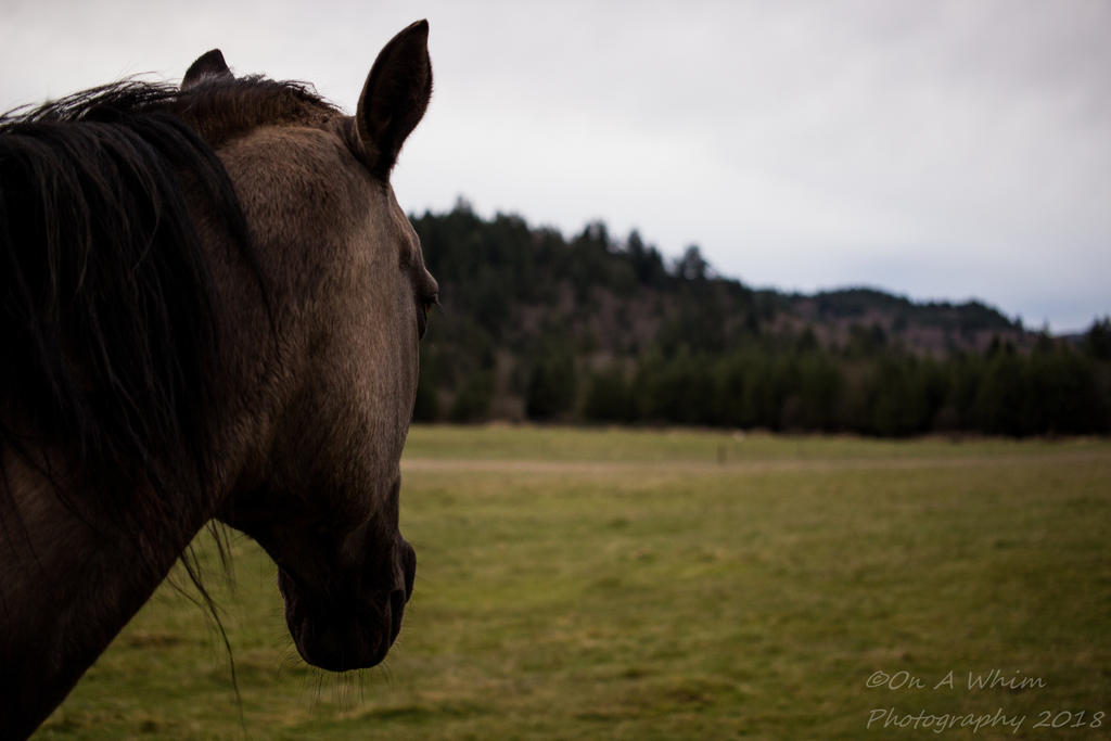 ..::Open Range::..