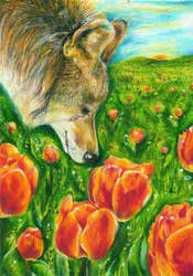 wolf in april blosom