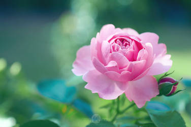 Leonardo Da Vinchi Rose by mqRina