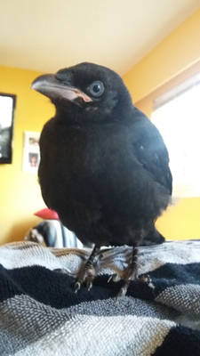 My temperary pet crow Blue~