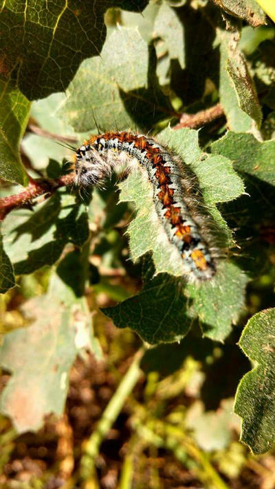 Fuzzy Caterpillar