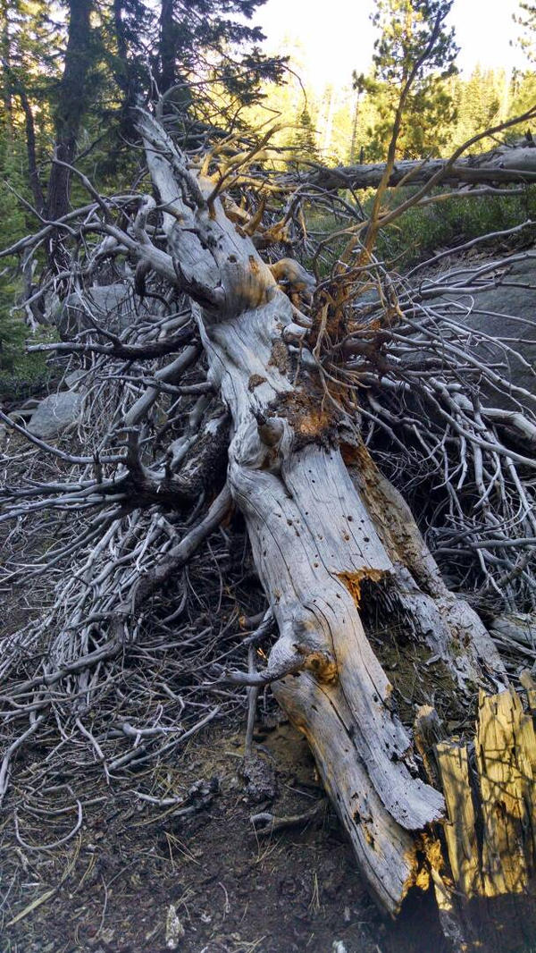 Tree Snaga Snag Tree by tinuviel137 on DeviantArt