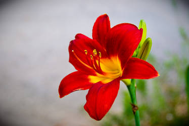 Red Flower