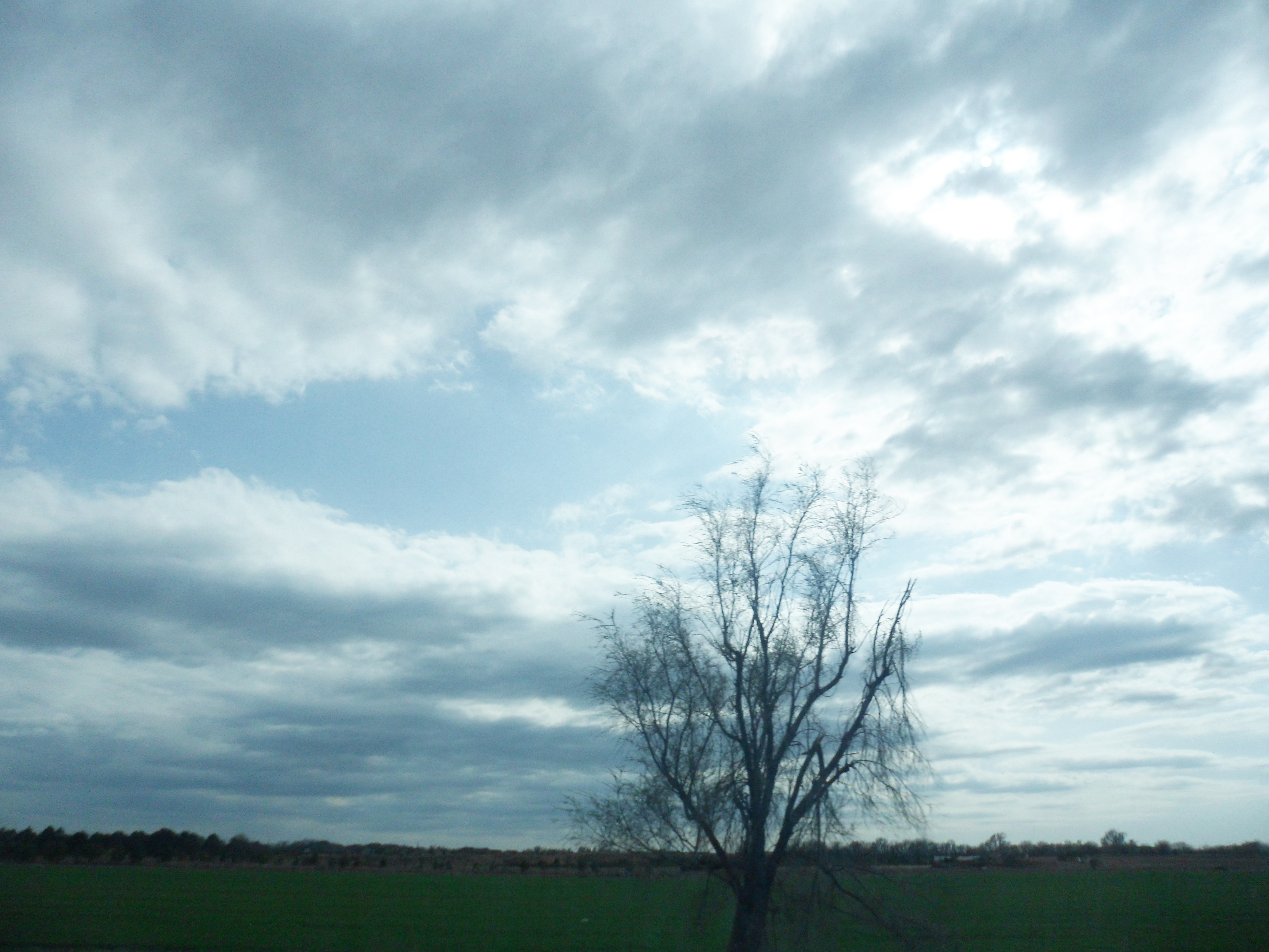 Sky and A Tree!