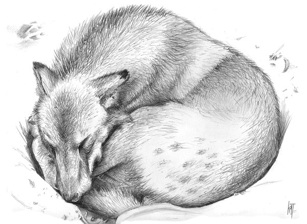 Wolf cub
