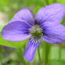 Purple Wildflowers - 2