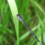 Damselfly in Distress