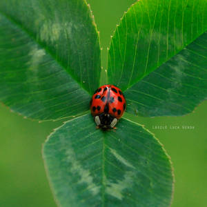 Ladybug, ladybug