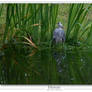 Heron 2