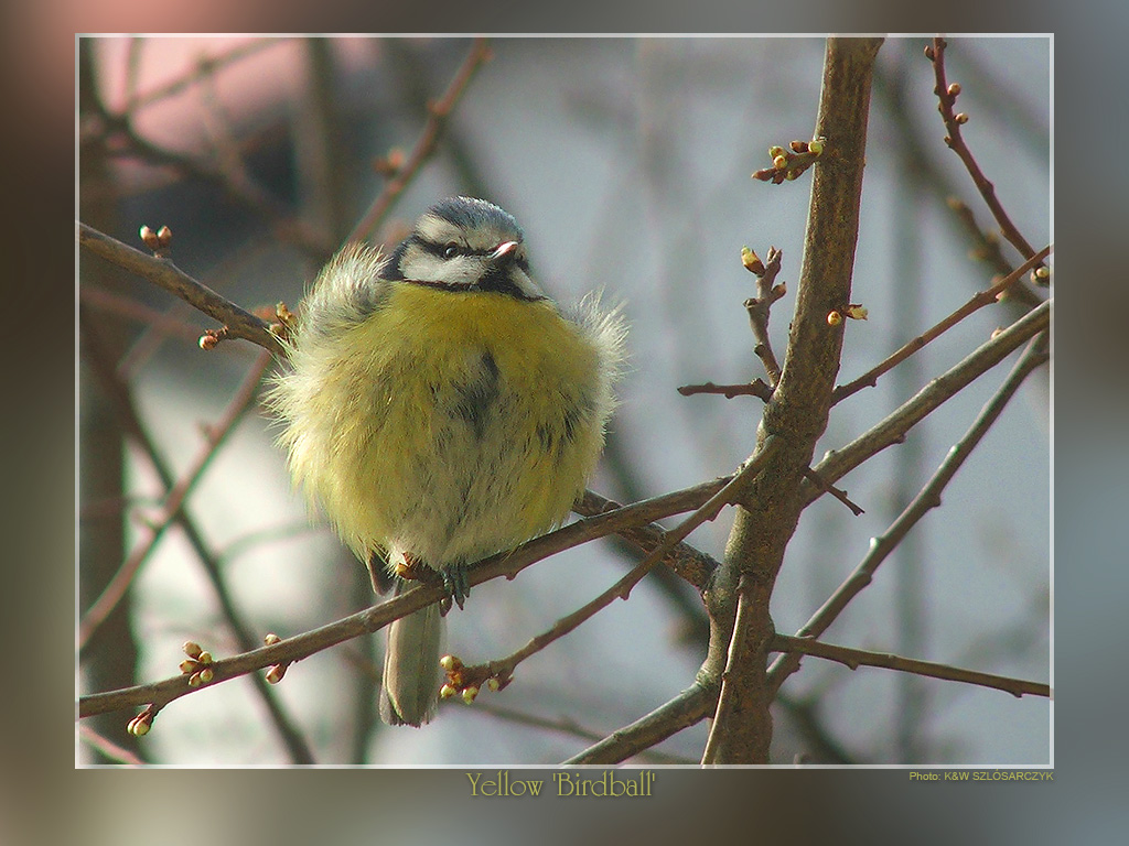 Yellow 'Birdball'