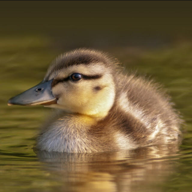 Duckling Sytle Duckling by KaylaHarmonyWalket on DeviantArt