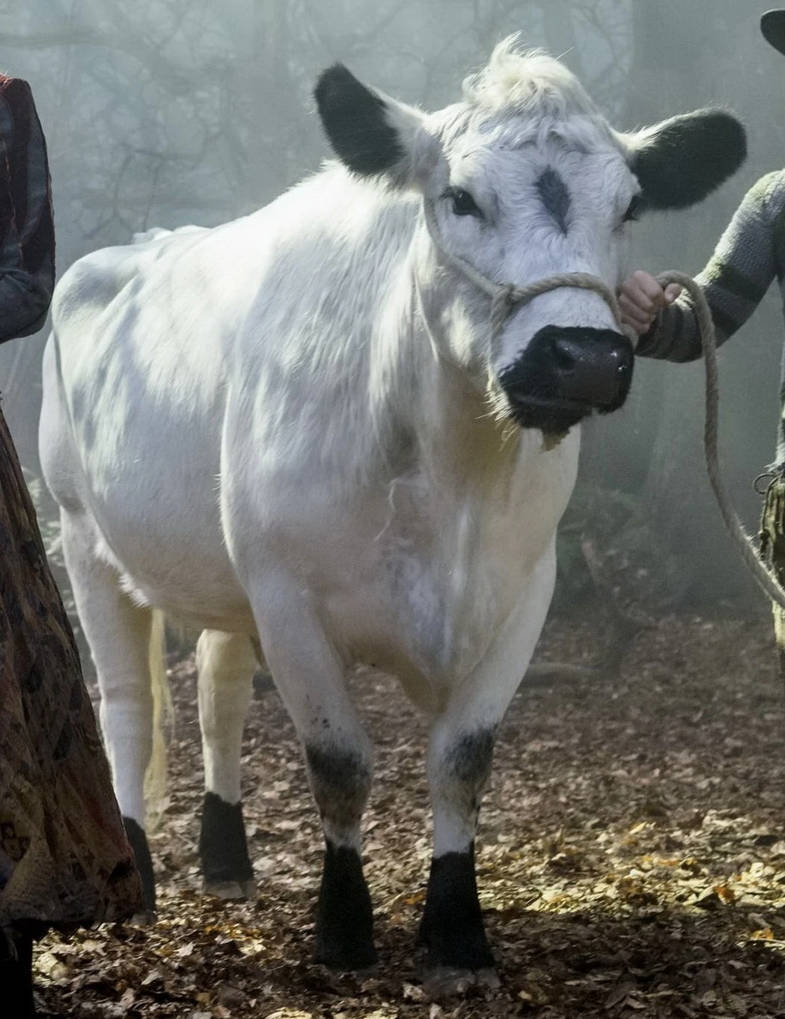 Regular Coaw Just a regular cow by KaylaHarmonyWalket on DeviantArt
