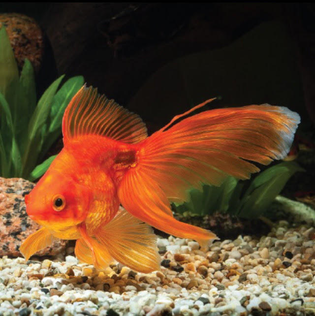 Walk In Goldfish Goldfish by KaylaHarmonyWalket on DeviantArt