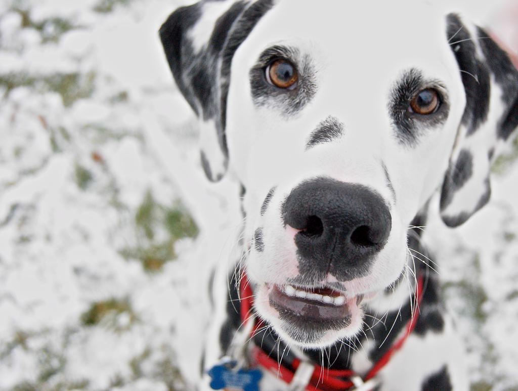 Puppy's First Snow