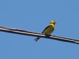 Bird on a Wire