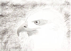 Eagle portrait