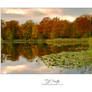 Epping Forest Colours - I