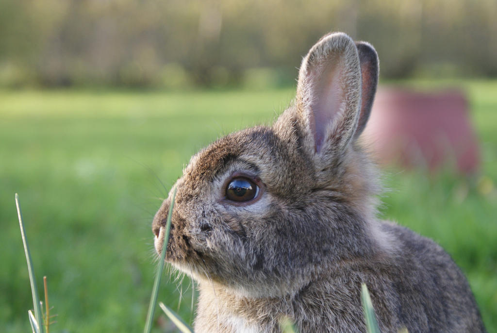 Rabbit stares in the distance