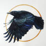 Watercolor raven
