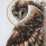 Watercolor Owl Suindara Tyto Furcata 