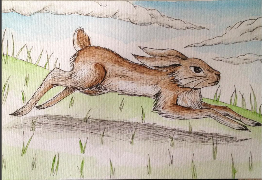 Rabbit by Toxic-Rabbit on DeviantArt