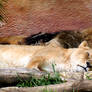 Cat nap - lions