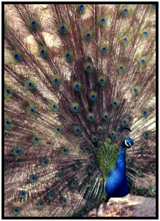 Peacock No. 2