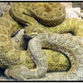 Rattle Snakes