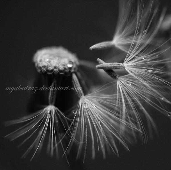 dandelion