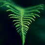 fern