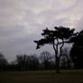 Cemetery Tree