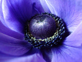 Anemone II