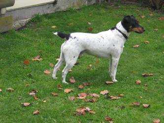 Fox terrier stock.