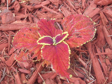 painted leaves