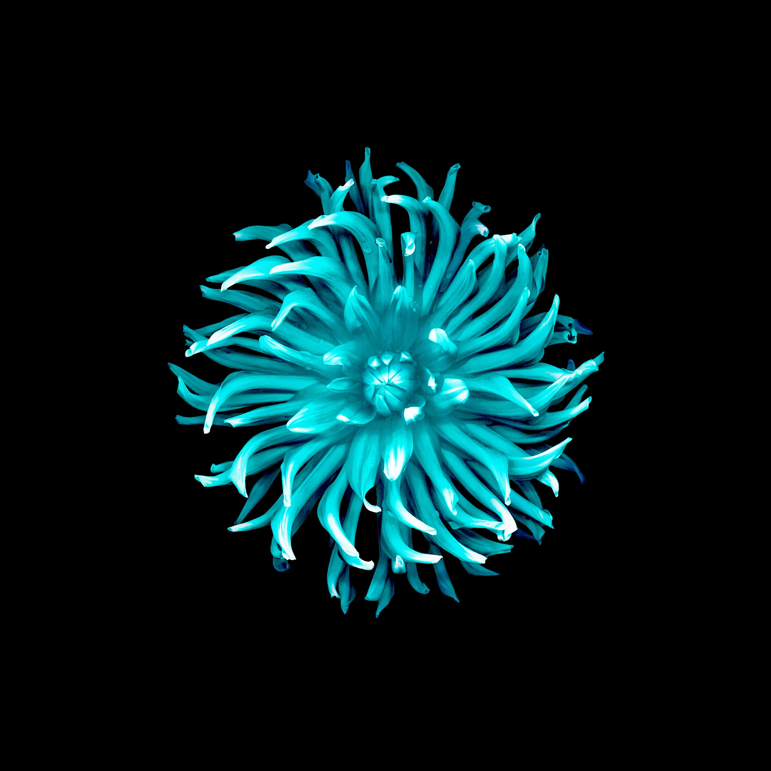 Inverted iOS 8 Flower Wallpaper