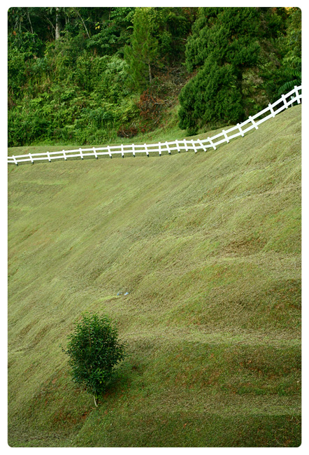 lonely tree