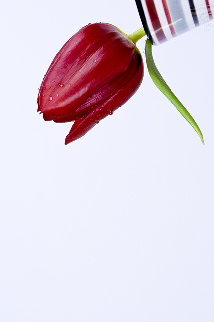 pouring a flower II