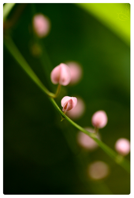 : spring blossom :