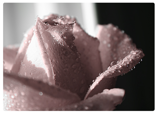 a rose :C: