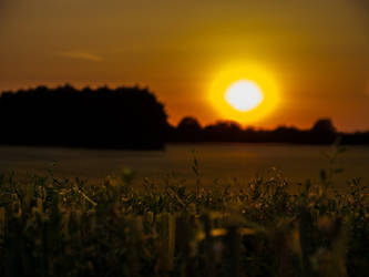 Harvested Cornfield