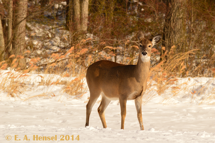 Frozen Forager