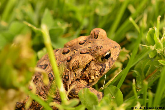 American Toad