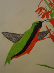 Humming Bird Acrylic Painting