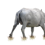 Buffalo ( Stock PNG )