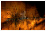 Golden Grass Tibble Fork Res by houstonryan